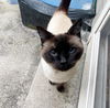 GIGI & CHARLIE - Offered by Owner -Siamese Sr.Pair