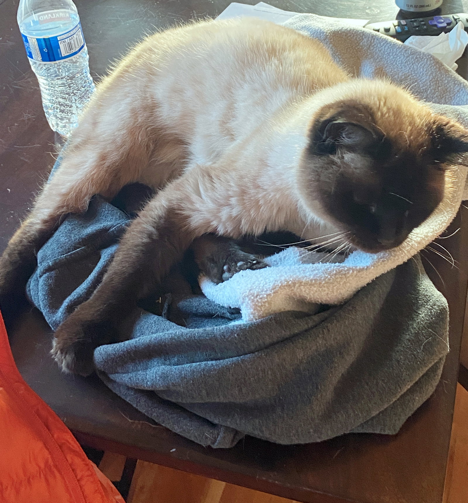 Cats for Adoption in Durham, Oregon Alpha Paw