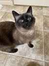 GIGI & CHARLIE - Offered by Owner -Siamese Sr.Pair