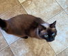 GIGI & CHARLIE - Offered by Owner -Siamese Sr.Pair