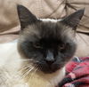 GIGI & CHARLIE - Offered by Owner -Siamese Sr.Pair