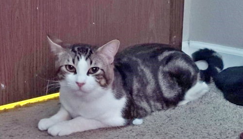 PRINCE -Offered by Owner - Young and Friendly