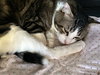 PRINCE -Offered by Owner - Young and Friendly
