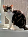 PRINCE -Offered by Owner - Young and Friendly