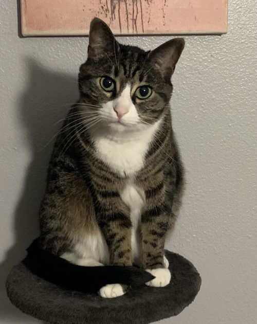LILLY - Offered by Owner - Young Adult