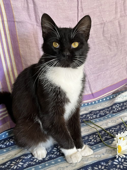 Little Boy - Offered by Owner - Young Male