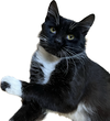 Little Boy - Offered by Owner - Young Male