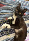 Little Boy - Offered by Owner - Young Male