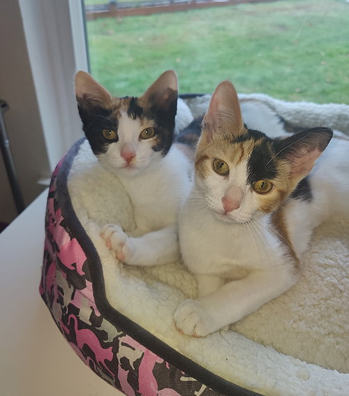 MIMI & MOMO