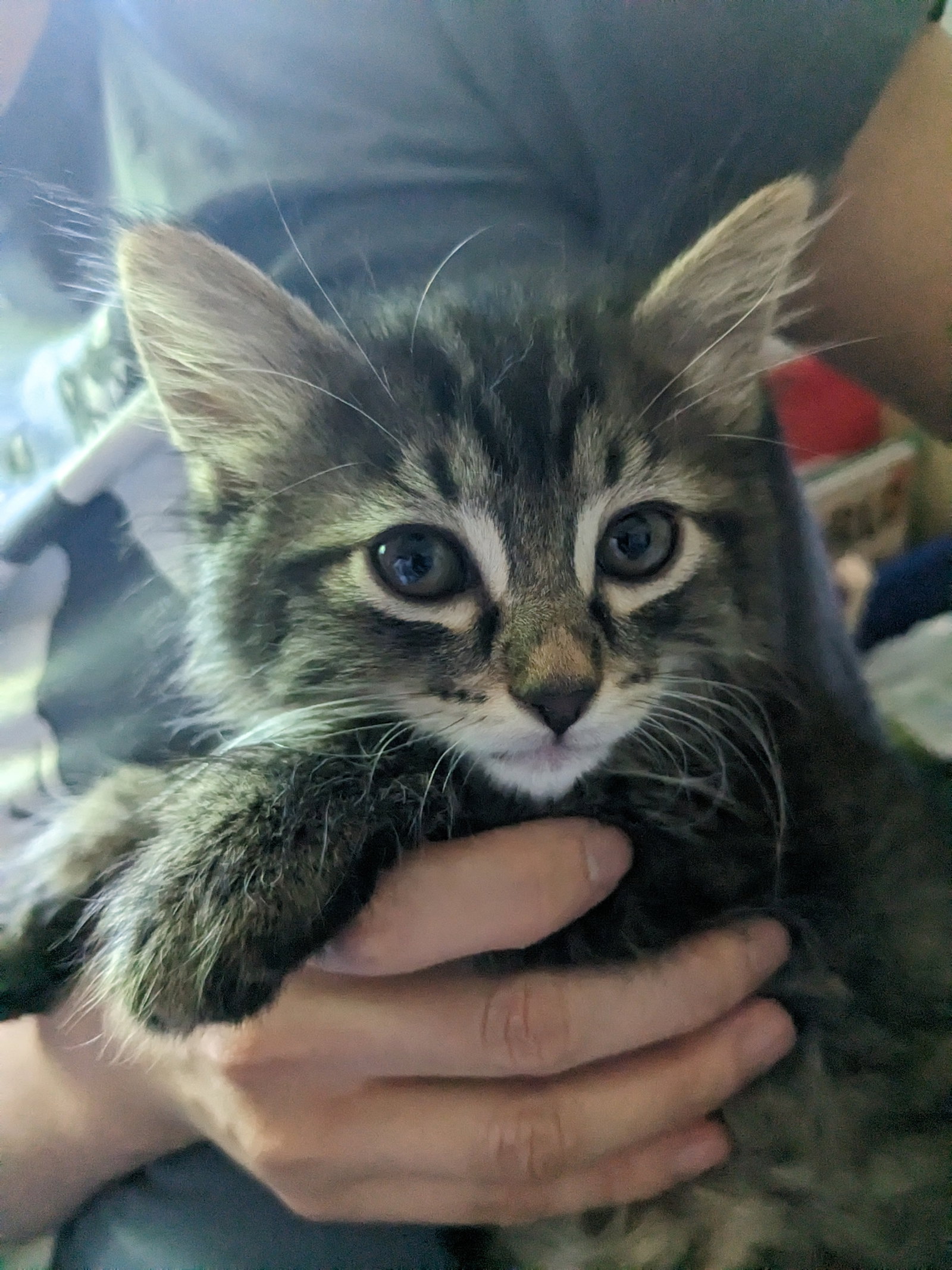 Cats for Adoption in Warren, Oregon Alpha Paw