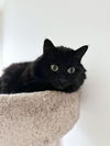 BEEJI and CEEJI - Bonded Sisters