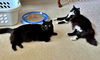 BEEJI and CEEJI - Bonded Sisters
