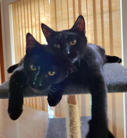 Ashley and Cole - Offered by Owner