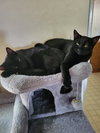 Ashley and Cole - Offered by Owner