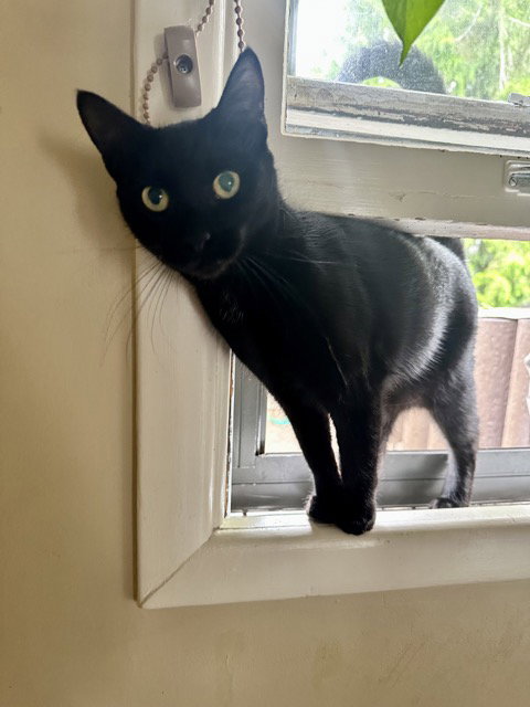 STEVIE - Offered by Owner - Teen Girl