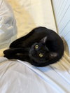 STEVIE - Offered by Owner - Teen Girl
