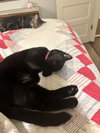 STEVIE - Offered by Owner - Teen Girl