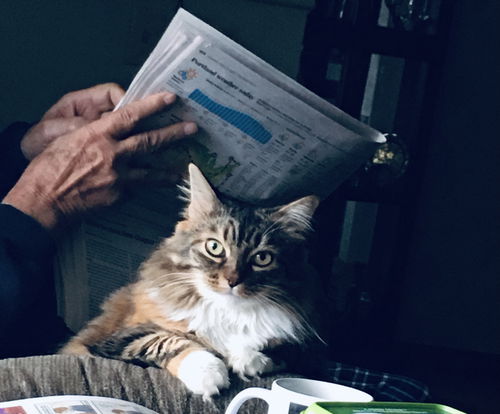 FLUFFY - Offered by Owner - Maine Coon mix