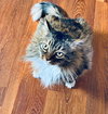 FLUFFY - Offered by Owner - Maine Coon mix