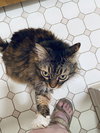 FLUFFY - Offered by Owner - Maine Coon mix