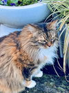 FLUFFY - Offered by Owner - Maine Coon mix
