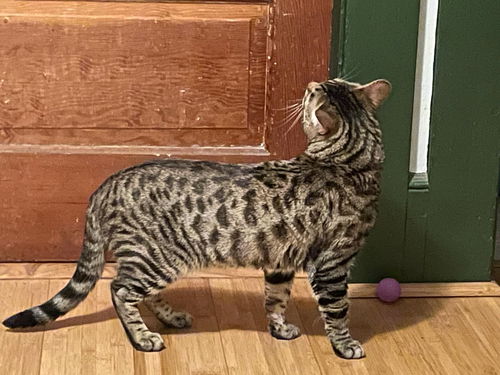 KIZZY - Offered by Owner - Bengal Mix
