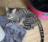 KIZZY - Offered by Owner - Bengal Mix