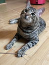 KIZZY - Offered by Owner - Bengal Mix