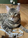 KIZZY - Offered by Owner - Bengal Mix
