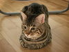 KIZZY - Offered by Owner - Bengal Mix