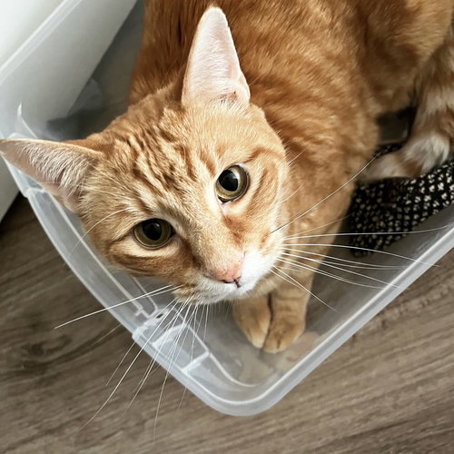 POPPY - Offered by Owner - Super sweet!