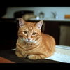 POPPY - Offered by Owner - Super sweet!