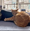 POPPY - Offered by Owner - Super sweet!