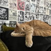 POPPY - Offered by Owner - Super sweet!
