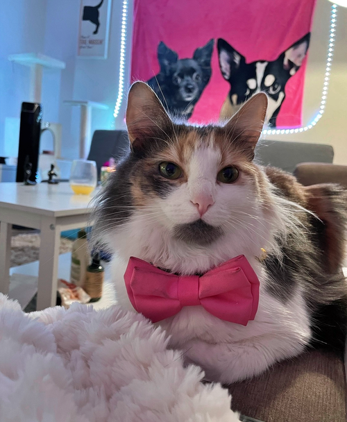 PRISCILLA MAY - Offered by Owner -  Calico Adult