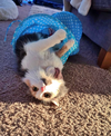 PRISCILLA MAY - Offered by Owner -  Calico Adult