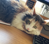 PRISCILLA MAY - Offered by Owner -  Calico Adult