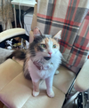 PRISCILLA MAY - Offered by Owner -  Calico Adult