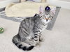 STITCH - Super friendly little Guy