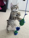 STITCH - Super friendly little Guy