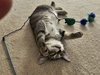 STITCH - Super friendly little Guy
