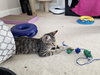 STITCH - Super friendly little Guy