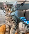 STITCH - Super friendly little Guy