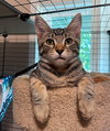 STITCH - Super friendly little Guy