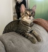 STITCH - Super friendly little Guy