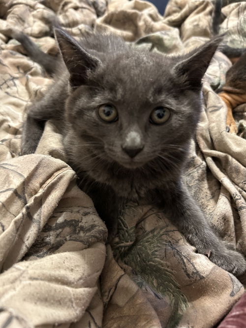 Bentley (brother to Belvin and Daphne)