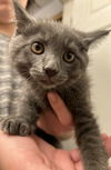 Bentley (brother to Belvin and Daphne)