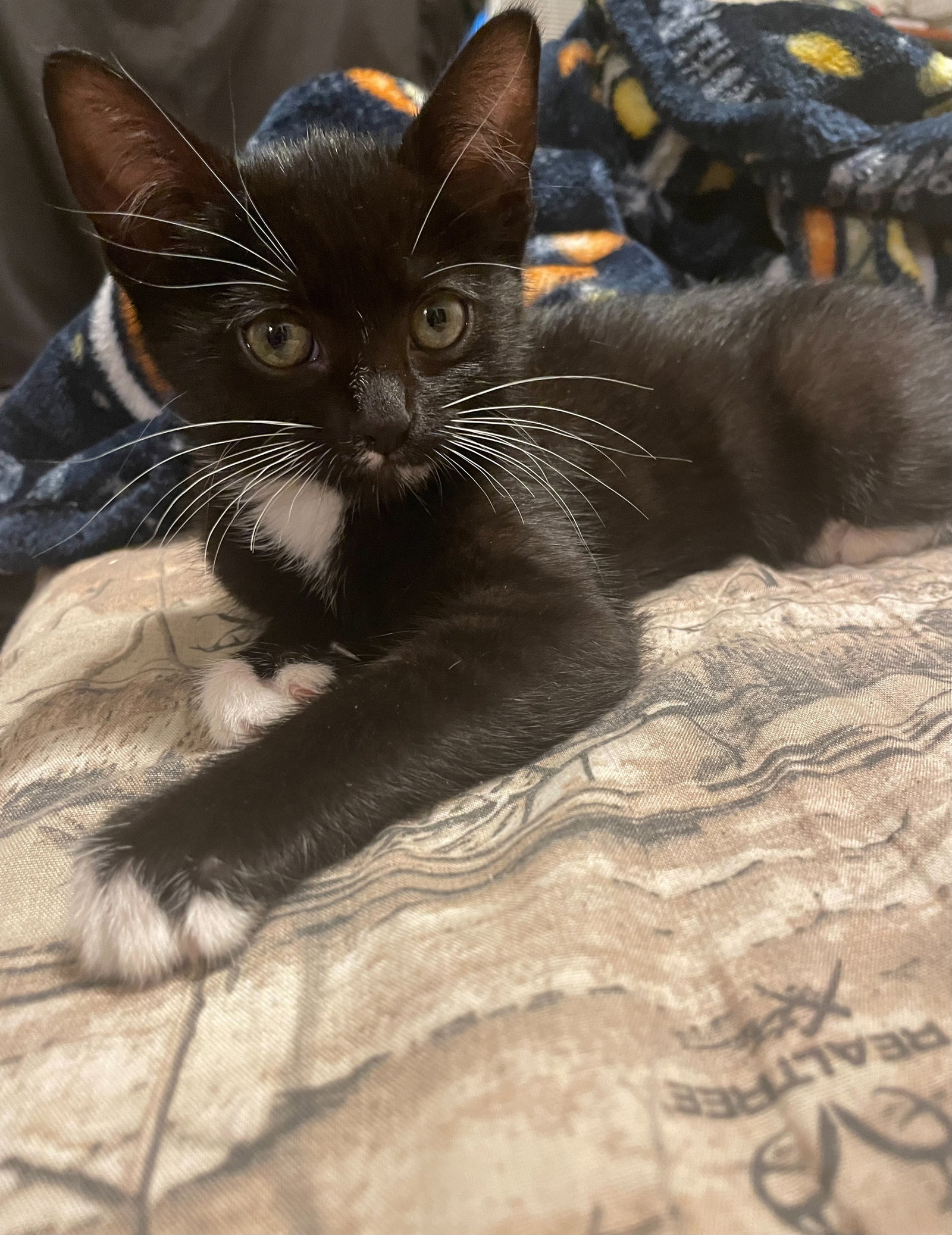 Cats for Adoption in Grand Ronde, Oregon Alpha Paw