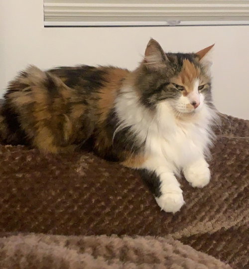 MIA - Offered by Owner - Friendly Calico Adult