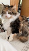 MIA - Offered by Owner - Friendly Calico Adult
